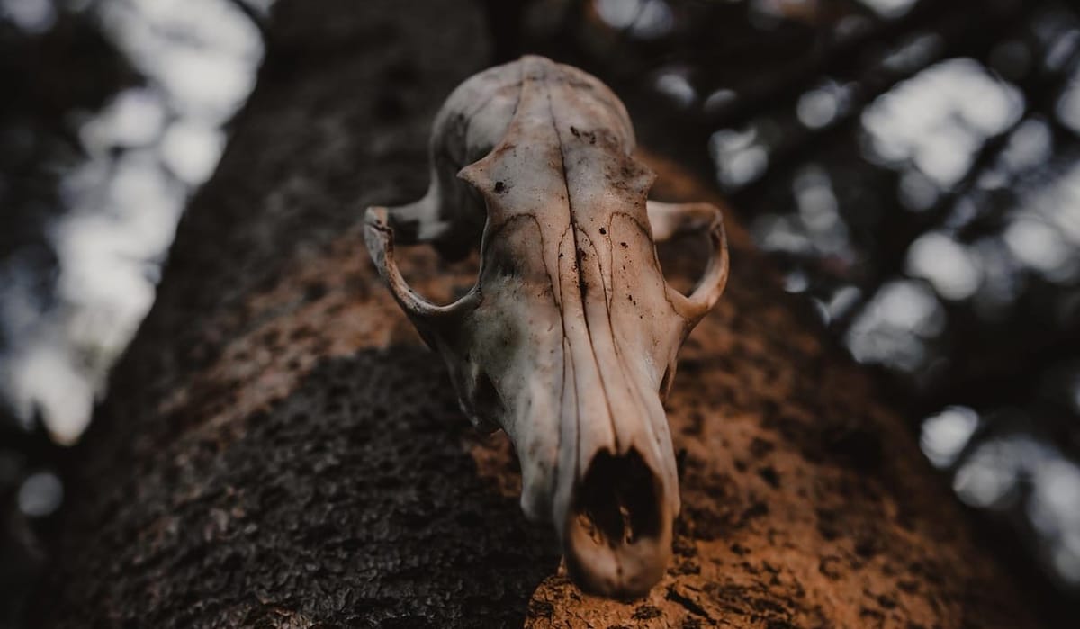 On The Memory Of The Land & The Bones That Speak